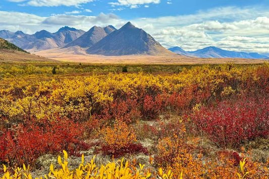 【北极之旅】9月6日-9月12日 | 极光 | 北冰洋 | 野生动物 | 原住民文化 | 轻冒险